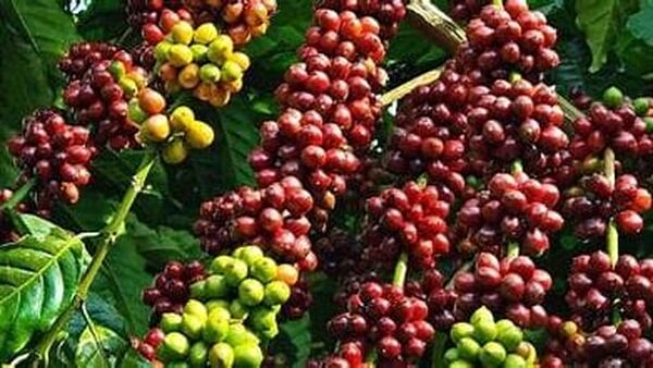 ‘Cơ hội vàng’ để nông sản Việt mở rộng thị phần tại Mỹ